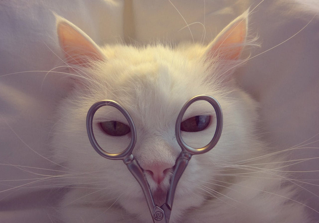 Do you need Left-Handed Scissors?